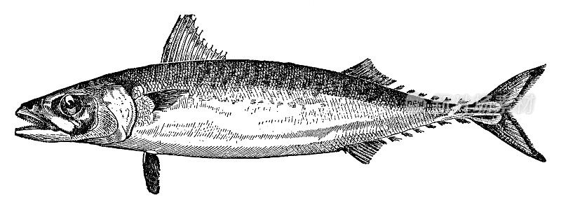 大西洋鲭鱼(Scomber scorbrus) - 19世纪